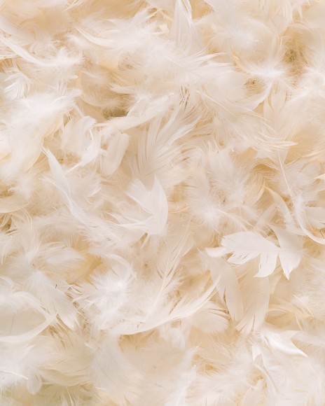 Plumes